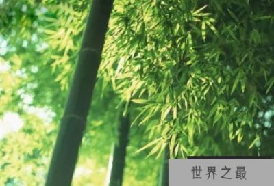 ​中国十大吉祥植物排行榜，你喜欢哪一种？