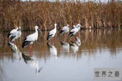 ​中国世遗总数第一 黄（渤）海候鸟栖息地与良渚古城申遗成功