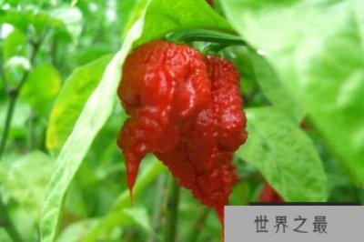 ​世界最辣的十种辣椒，无限辣椒上榜，第一辣度峰值达220万SHU