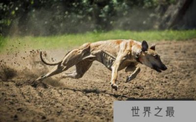​灰狗的奔跑速度有多快，时速高达68公里的长腿跑王