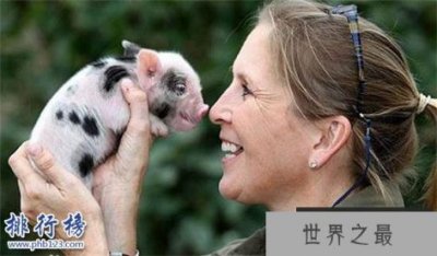 ​世界上最小的猪：印度微型猪体重不超十斤,体长仅60厘米
