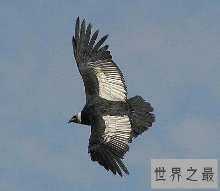 世界上最大的雕,重达30斤的安第斯神鹫