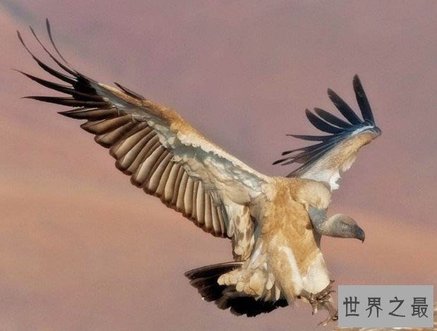 世界上最大的雕,重达30斤的安第斯神鹫