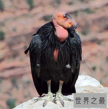 世界上最大的雕,重达30斤的安第斯神鹫