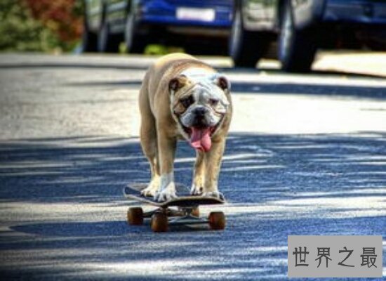 世界上战斗力最强的狗——马士提夫犬 古代打仗的好帮手