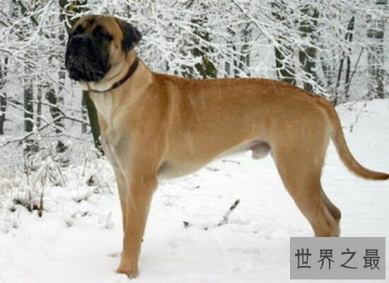 世界上战斗力最强的狗——马士提夫犬 古代打仗的好帮手