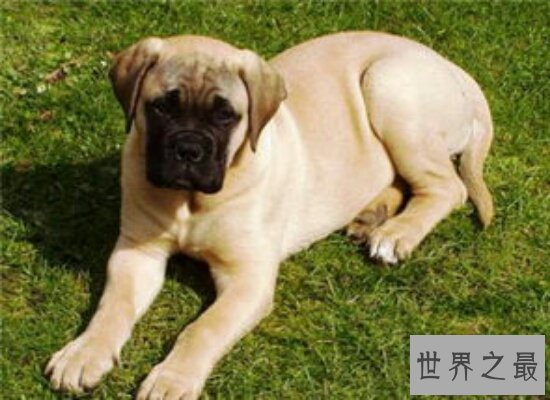 世界上战斗力最强的狗——马士提夫犬 古代打仗的好帮手