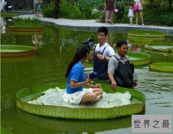 世界上叶片最大的水生植物,王莲(直径达到3米以上)