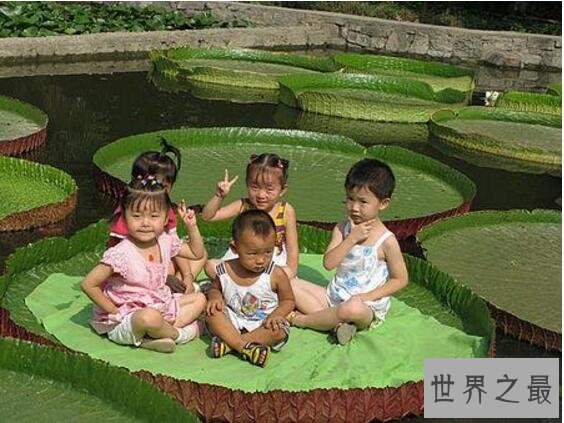 世界上叶片最大的水生植物,王莲(直径达到3米以上)
