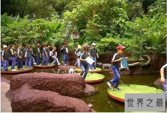 世界上叶片最大的水生植物,王莲(直径达到3米以上)