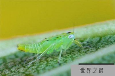 ​世界上繁殖最快的昆虫：蚜虫一年可繁殖30代