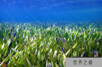 ​世界上最大的植物：面积200平方公里，长了4500年