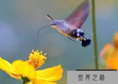 ​世界上最小的鸟排名