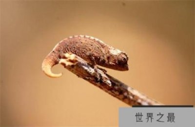 ​世界上最小的变色龙：迷你到比指甲盖都要小