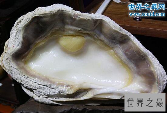 世界上最大的双壳贝,砗磲长达2米能装一个人
