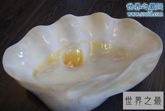 世界上最大的双壳贝,砗磲长达2米能装一个人