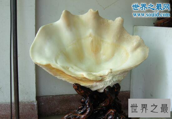 世界上最大的双壳贝,砗磲长达2米能装一个人
