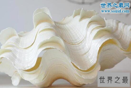 世界上最大的双壳贝,砗磲长达2米能装一个人