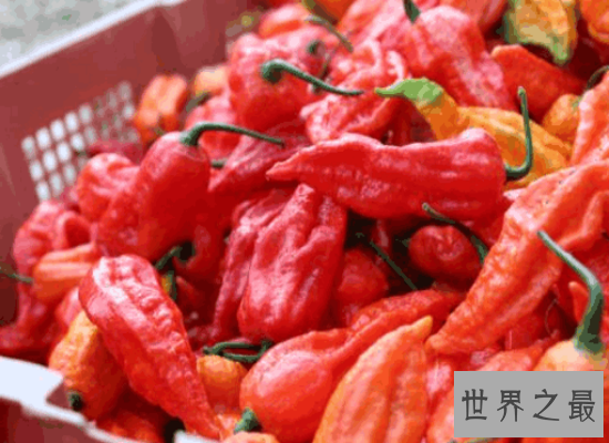 世界上最辣的辣椒排行榜前十名 排名第一的差点辣死人