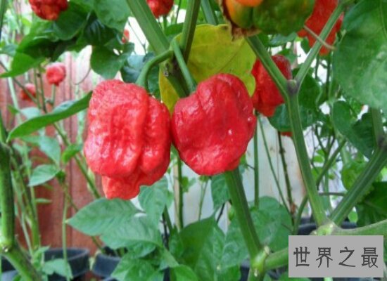 世界上最辣的辣椒排行榜前十名 排名第一的差点辣死人