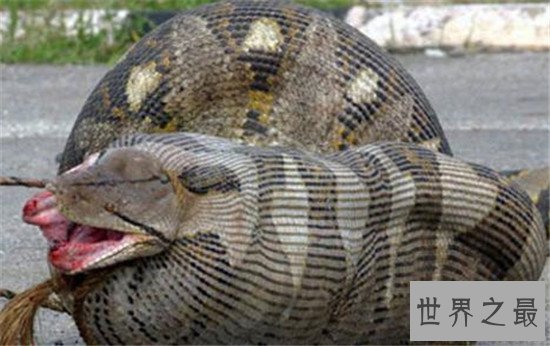 亚马逊巨蟒,地球上体型最大的巨型蛇类(村民亲眼目睹50米巨蟒)