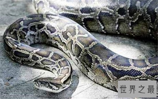 亚马逊巨蟒,地球上体型最大的巨型蛇类(村民亲眼目睹50米巨蟒)
