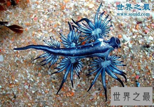 世界上最像外星生物的动物,阿特兰提库斯(从没见过)