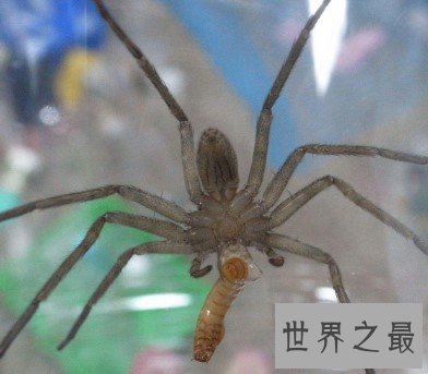 最大的室内蜘蛛,白额高脚蛛