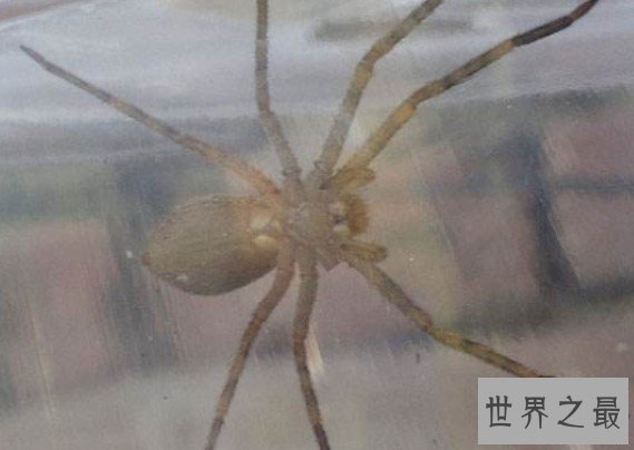 最大的室内蜘蛛,白额高脚蛛