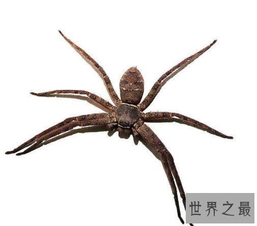 最大的室内蜘蛛,白额高脚蛛