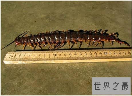 世界上最大的巨型蜈蚣,看着让人头皮发麻!