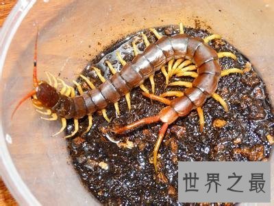 世界上最大的巨型蜈蚣,看着让人头皮发麻!