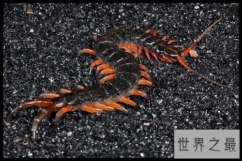 世界上最大的巨型蜈蚣,看着让人头皮发麻!