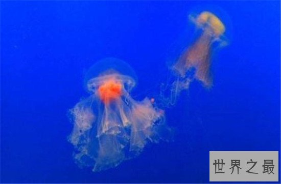 被外界认为永生的灯塔水母,自然状态下也会死亡