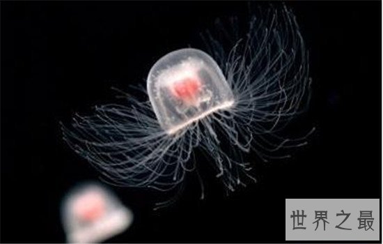 被外界认为永生的灯塔水母,自然状态下也会死亡