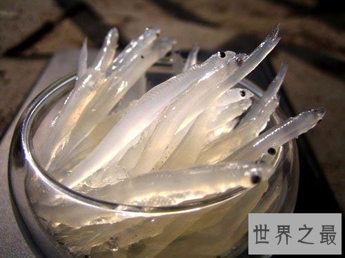 银鱼的做法大全,不仅增强免疫力还能补肾润肺