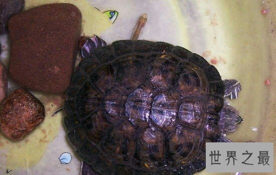 巴西龟能长多大?揭秘巴西龟的成长秘密