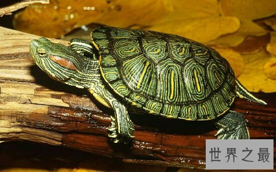 巴西龟能长多大?揭秘巴西龟的成长秘密