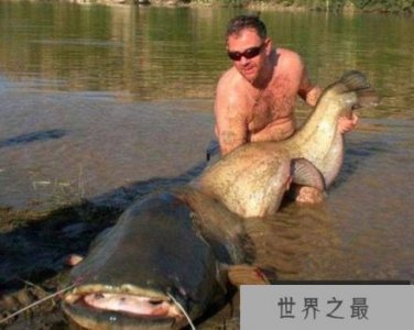 ​全世界令人震惊的巨型鱼：英国人非洲捕获巨型食人鱼