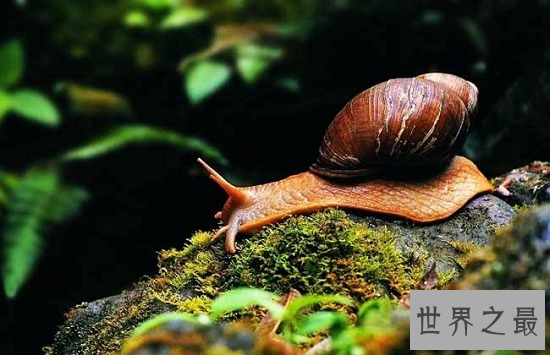 最恐怖的存在“僵尸蜗牛”,现实版动物大战僵尸