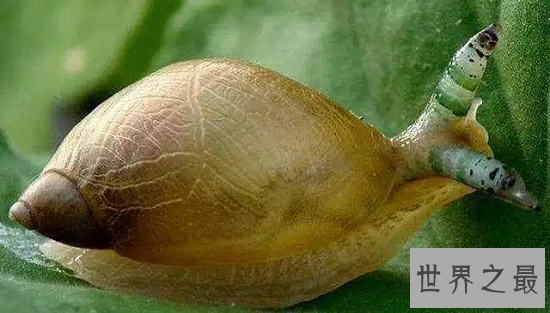 最恐怖的存在“僵尸蜗牛”,现实版动物大战僵尸