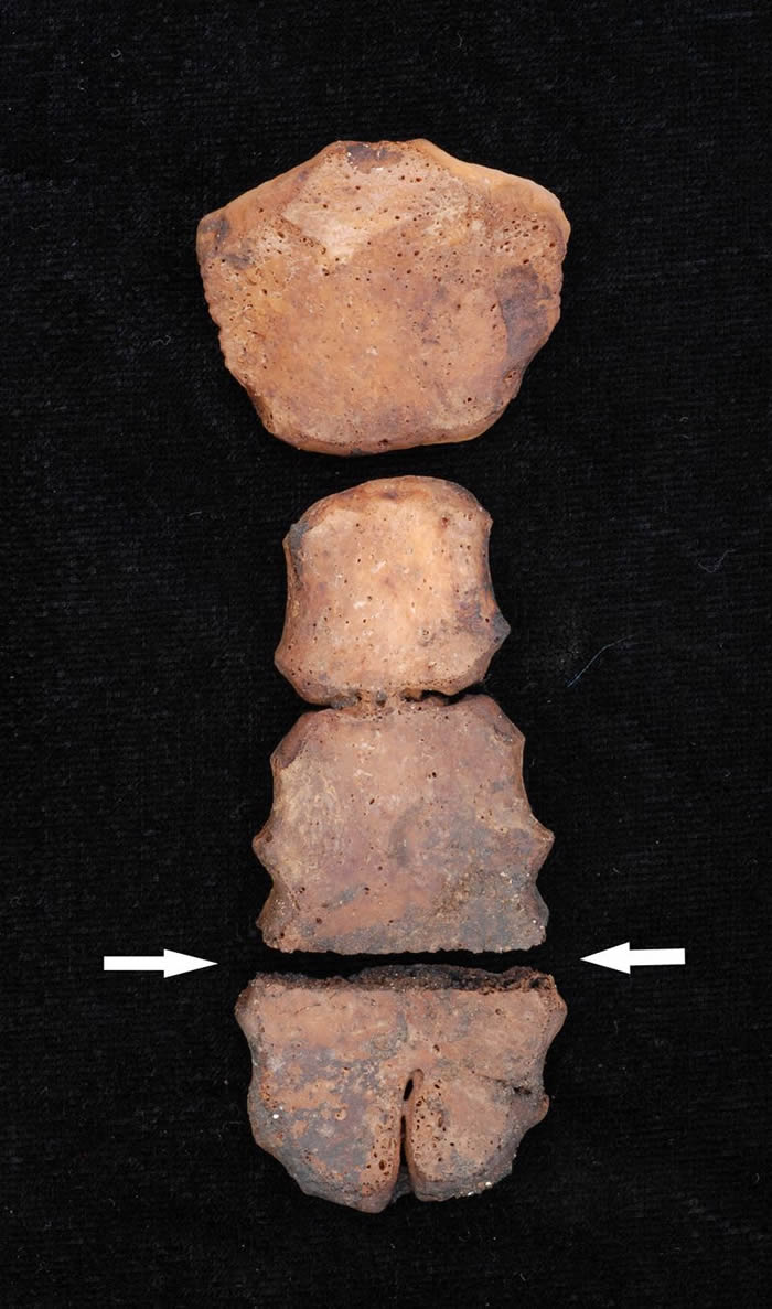 美洲最大儿童献祭遗址:秘鲁发现古代奇穆王国大规模献祭遗址 包括137具儿童骸骨