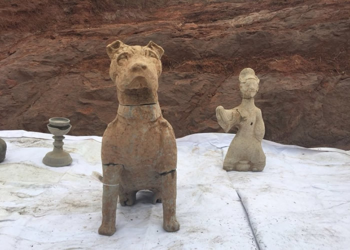 出土的陶狗高达45厘米,从造型上看像一种猎犬。