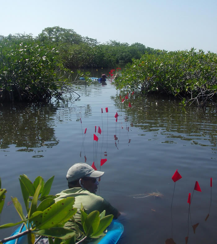 图为LSU考古学家在2004年发现了古玛雅盐厨房建筑的第一个残余,这些建筑由杆子和茅草制成,被淹没并保存在伯利兹红树林的盐水泻湖中。