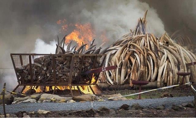 探秘为什么收缴查扣的象牙要烧掉? 3