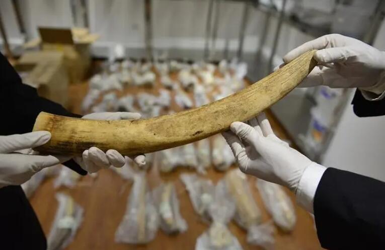 探秘为什么收缴查扣的象牙要烧掉? 2