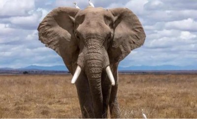 ​为什么收缴查扣的象牙要烧掉?