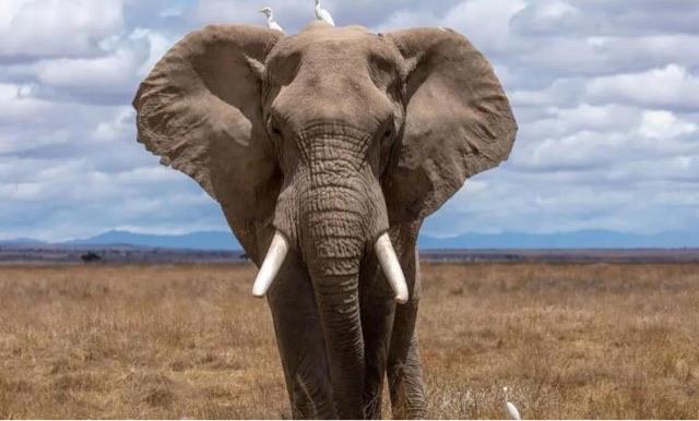 探秘为什么收缴查扣的象牙要烧掉? 1