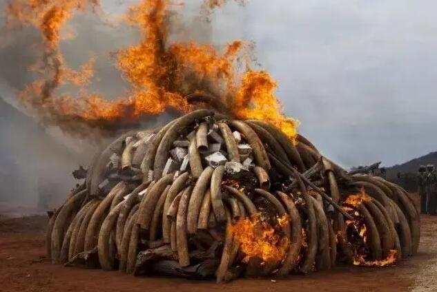 探秘为什么收缴查扣的象牙要烧掉? 4