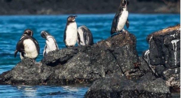 探秘企鹅为啥不能在北极生存(地理位置和环境不同) 3